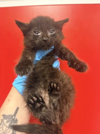 A young small-sized female Domestic Short Hair cat named B Frannie Petsmart Summerville for adoption in North Charleston, SC