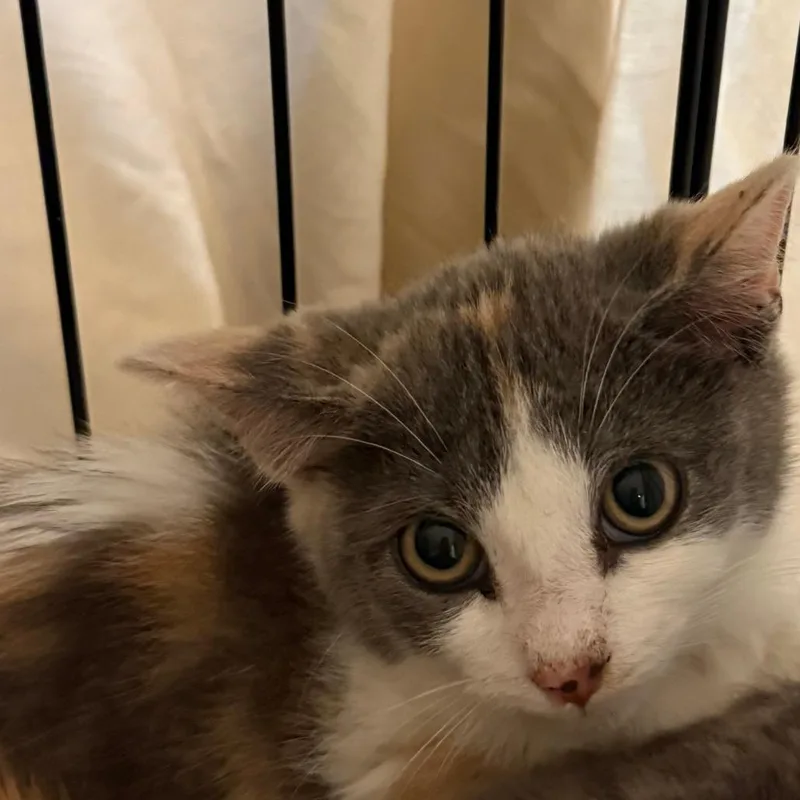 A baby small-sized female Calico Domestic Short Hair cat named Waffle for adoption in Concord, NH