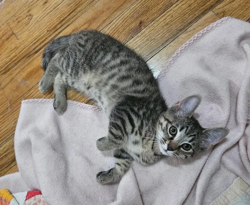 A young small-sized male Tabby cat named Churu for adoption in Pittsburgh, PA