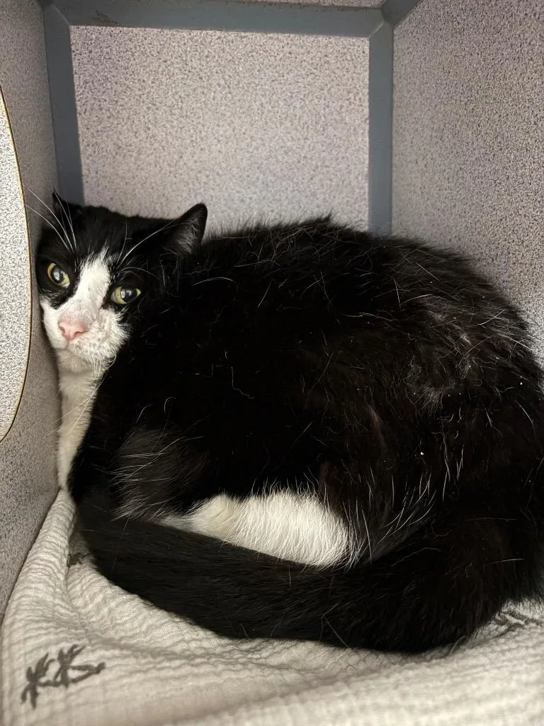 A young large-sized male Domestic Long Hair cat named White Chocolate Mocha for adoption in Liverpool, NY