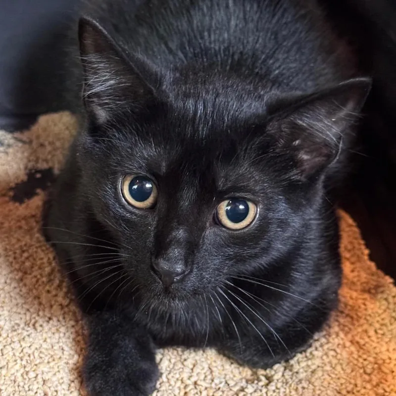 A baby small-sized female Black Domestic Short Hair cat named Susie for adoption in Salisbury, MA