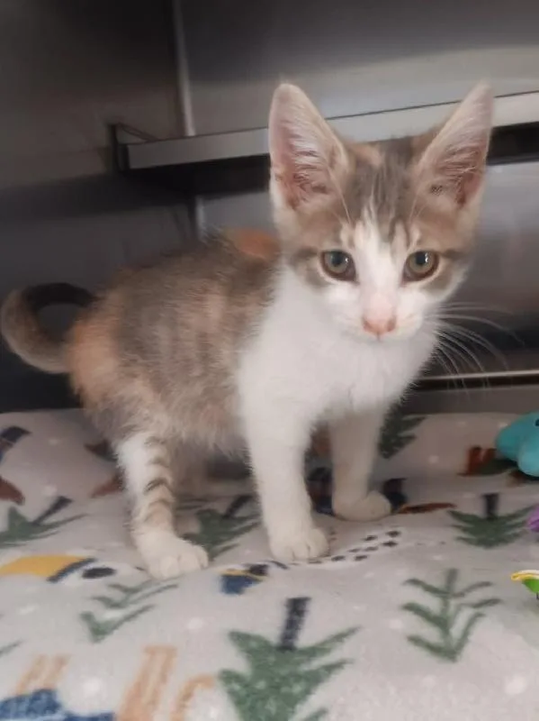 A baby medium-sized female Dilute Calico cat named Trixie for adoption in Seymour, IN