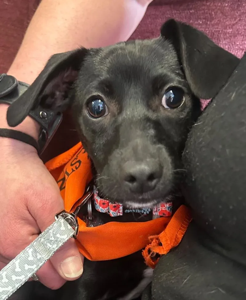 A baby small-sized female Chihuahua dog named Applesauce for adoption in Reno, NV
