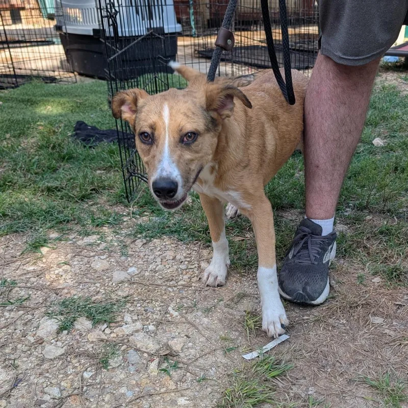 A baby medium-sized female Brown / Chocolate Mixed Breed dog named Gloria Fka Jamie for adoption in Leander, TX