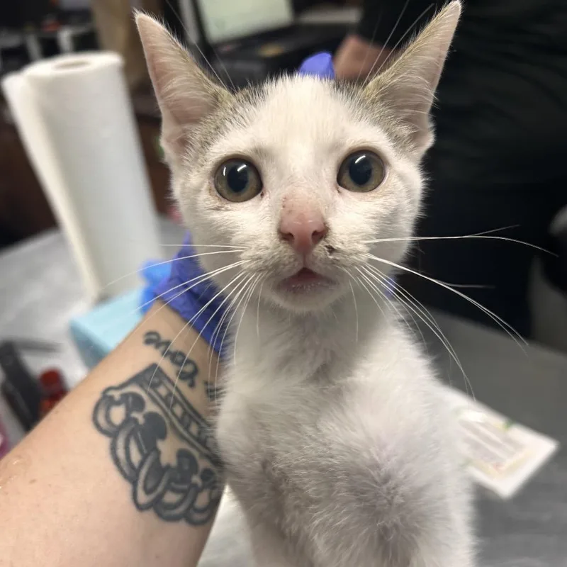 A baby small-sized male White Domestic Short Hair cat named Cake Boss @ Petsmart for adoption in Summerville, SC