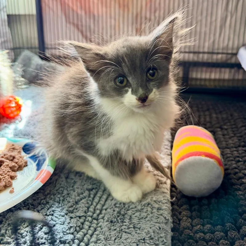 A baby small-sized male Gray / Blue / Silver Domestic Medium Hair cat named Prince William for adoption in Fredericksburg, TX
