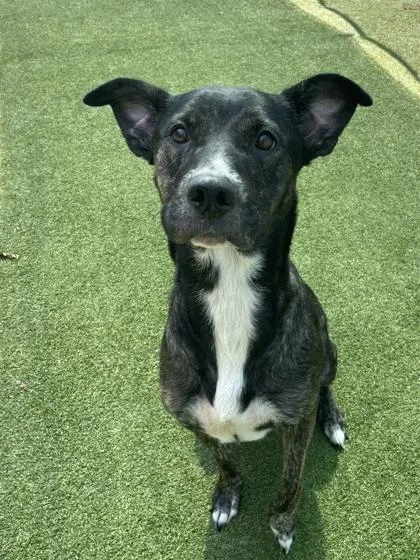 An adult medium-sized female Akita dog named Princess for adoption in Independence, MO