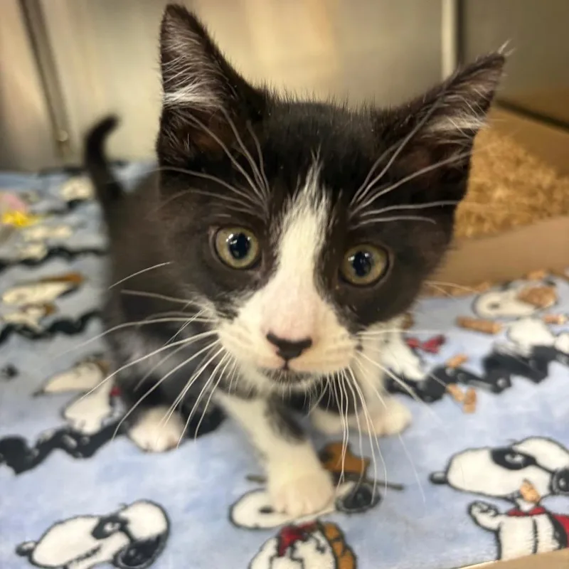 A baby small-sized male Black Domestic Short Hair cat named Stash for adoption in Springfield, IL