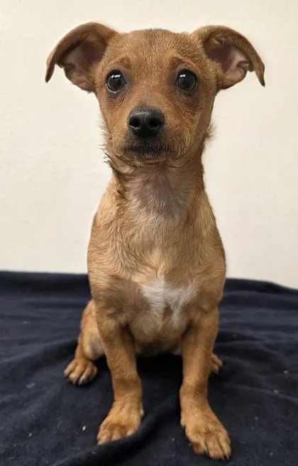 A young small-sized female Chihuahua dog named Salsa for adoption in Phoenix, AZ