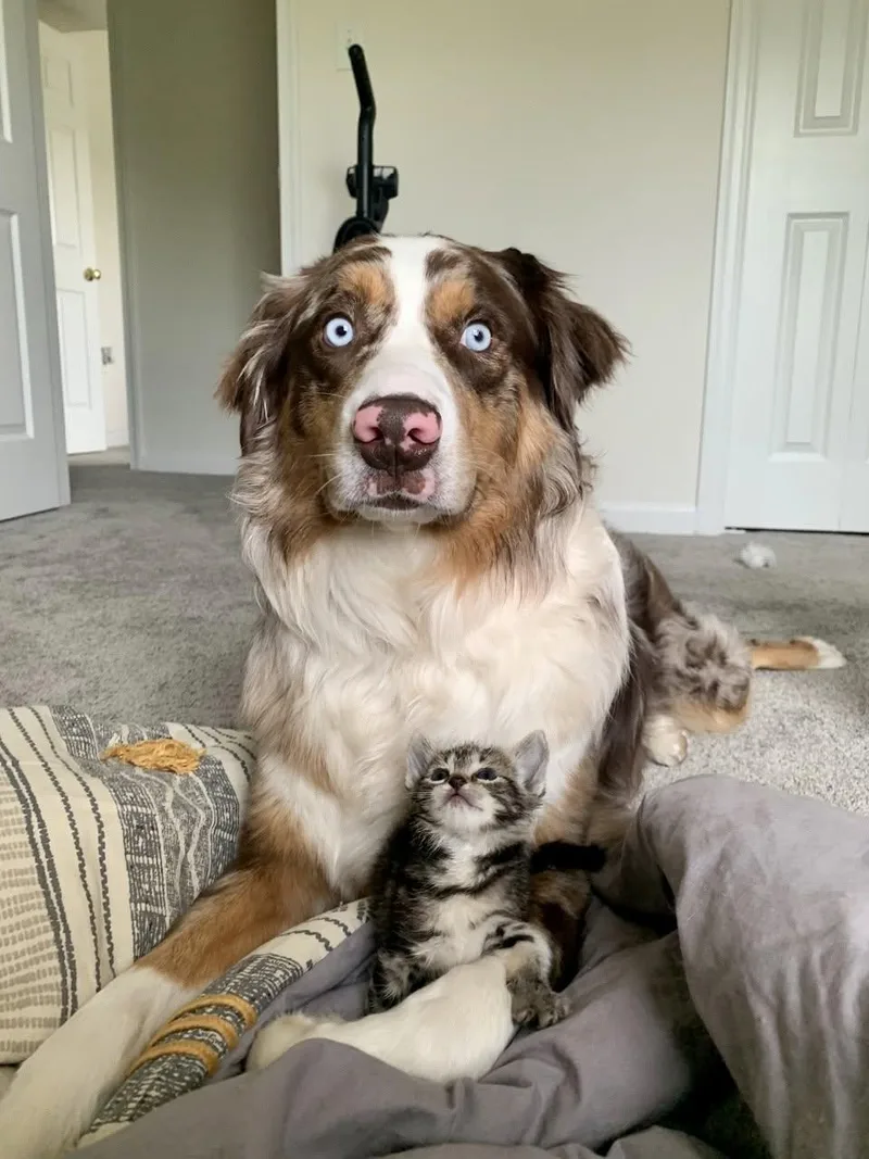 An adult medium-sized male Merle (Red) Australian Shepherd dog named Kayzo for adoption in Alexandria, VA