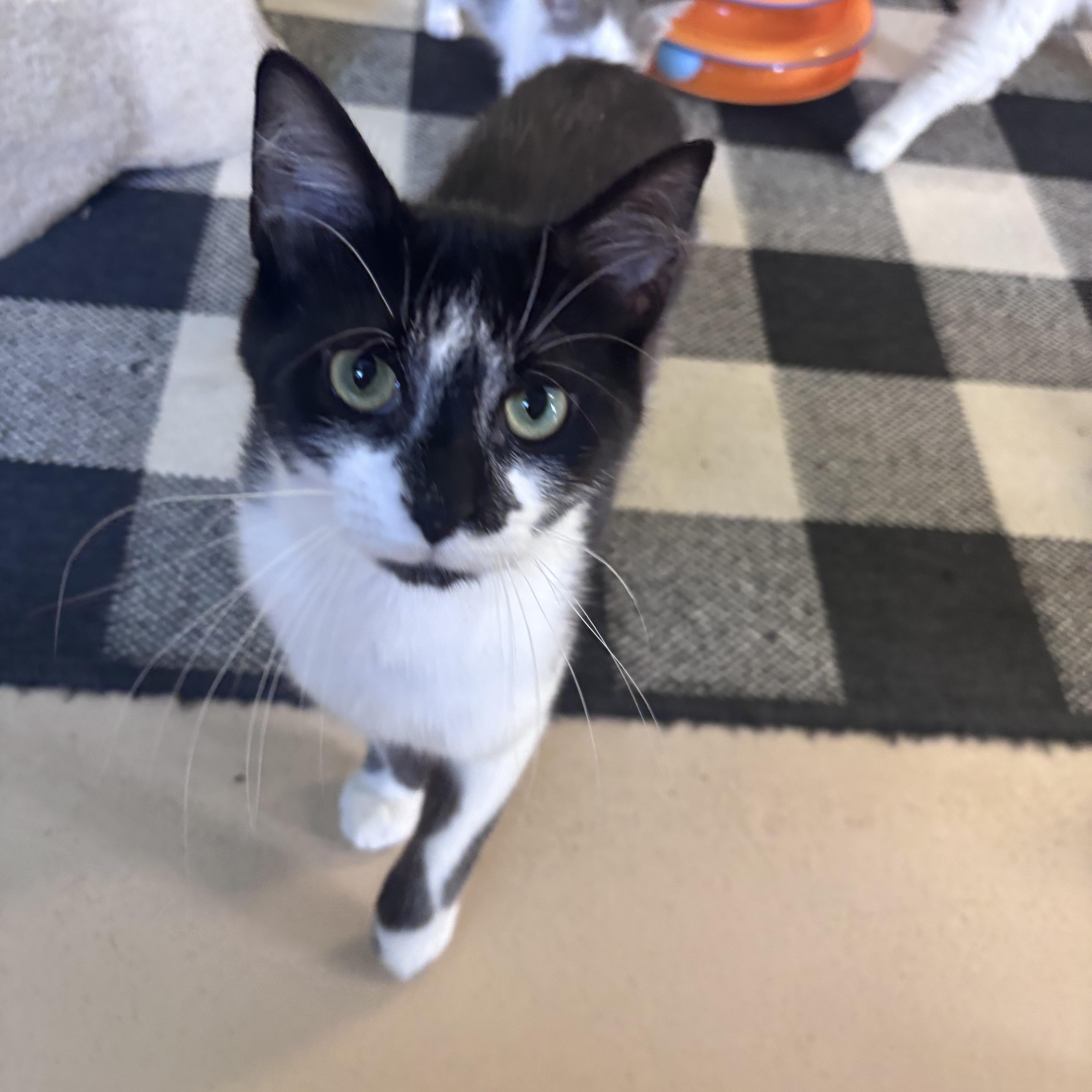 A young small-sized male Black & White / Tuxedo Domestic Short Hair cat named Harry for adoption in Franklin, IN