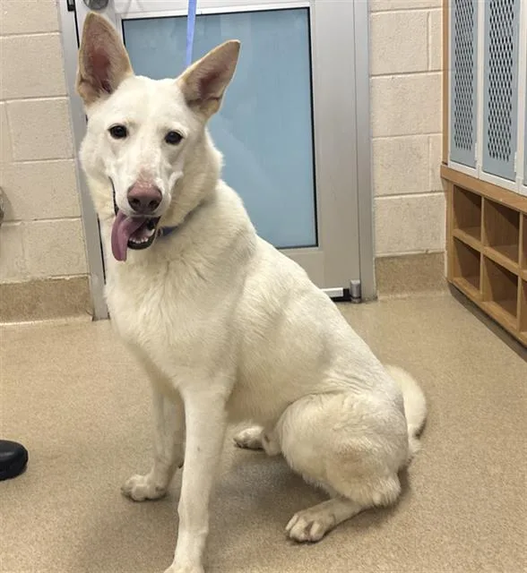 A young extra large-sized male German Shepherd Dog dog named Quartz for adoption in Grand Prairie, TX