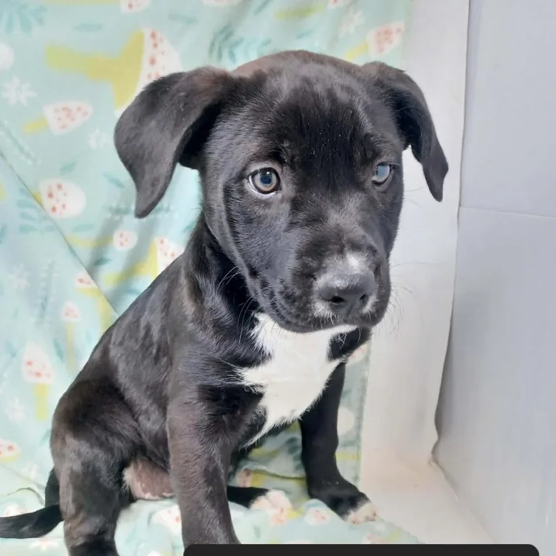 A baby small-sized female Mastiff dog named Garden for adoption in New Tazewell, TN