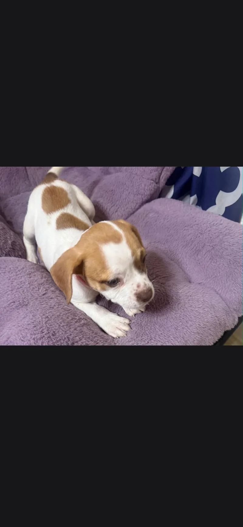 A baby medium-sized female Beagle dog named Jessie for adoption in Plano, TX