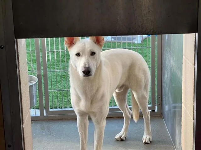 An adult large-sized male German Shepherd Dog dog named Cannoli for adoption in Tustin, CA