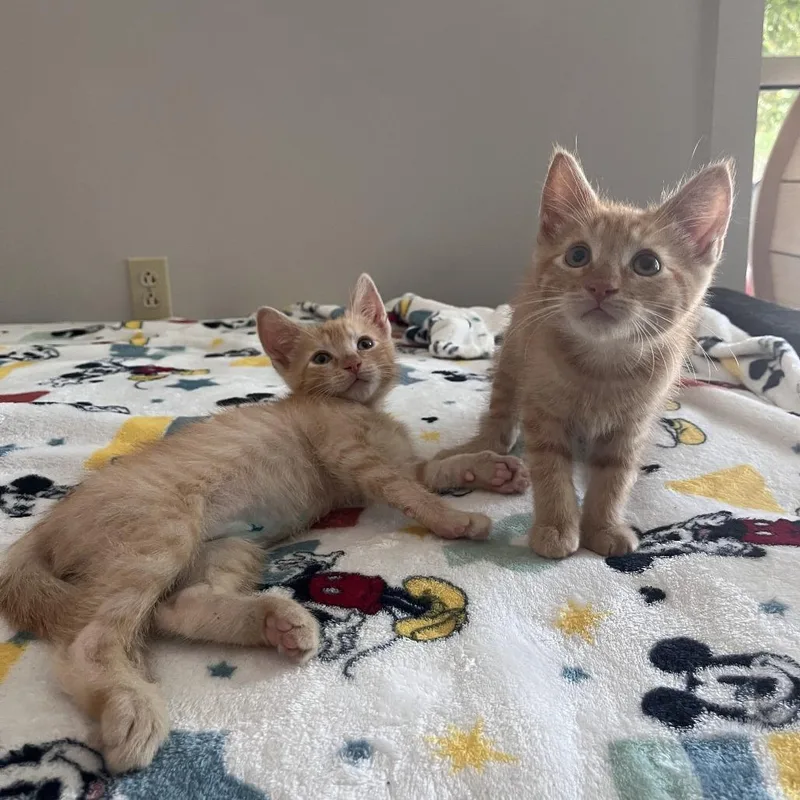 A baby small-sized male Orange / Red Domestic Short Hair cat named Homer for adoption in Brockton, MA