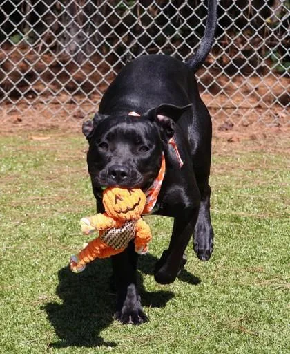A young medium-sized male Mixed Breed dog named Army for adoption in Athens, GA