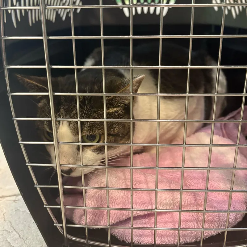 A senior extra large-sized female White American Shorthair cat named Sofie for adoption in Columbus, GA