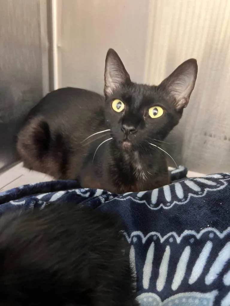 A baby small-sized female Domestic Short Hair cat named Saharan for adoption in Richland Hills, TX