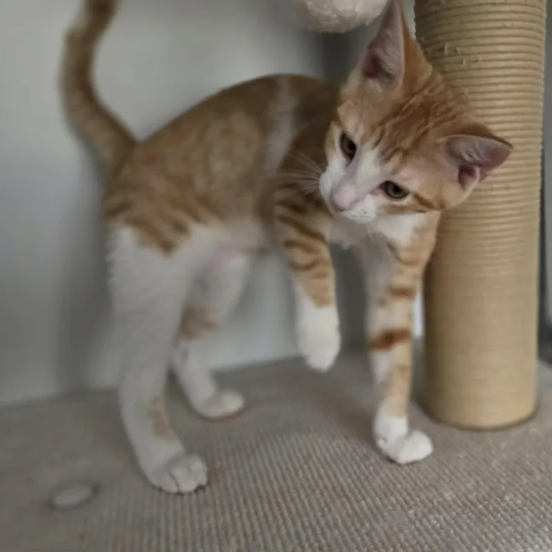 A baby medium-sized female Tabby (Orange / Red) Domestic Short Hair cat named Fabia for adoption in Loveland, CO