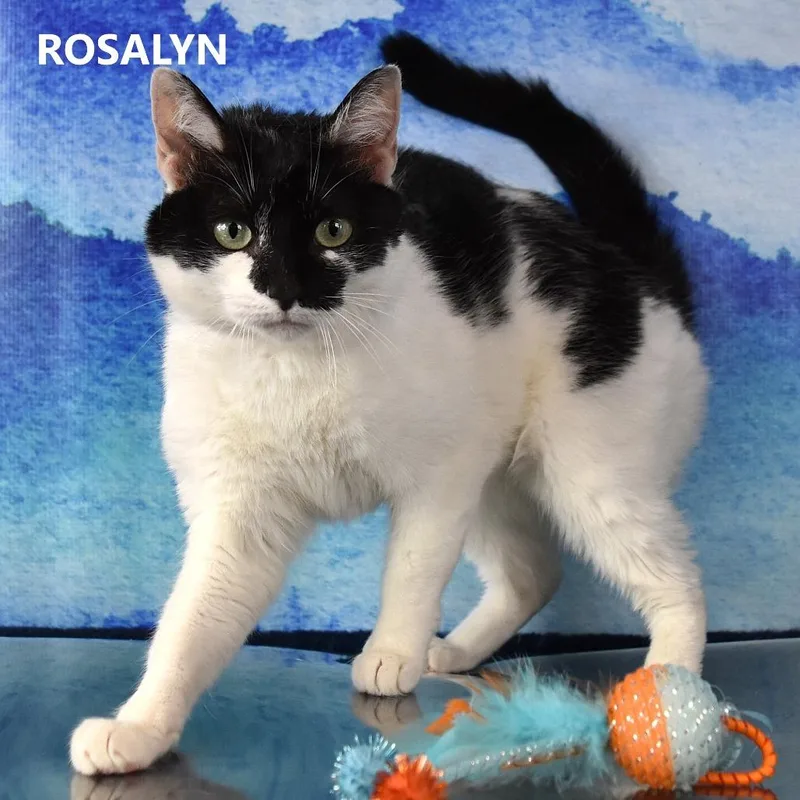 An adult medium-sized female White American Shorthair cat named Rosalyn for adoption in Kanab, UT