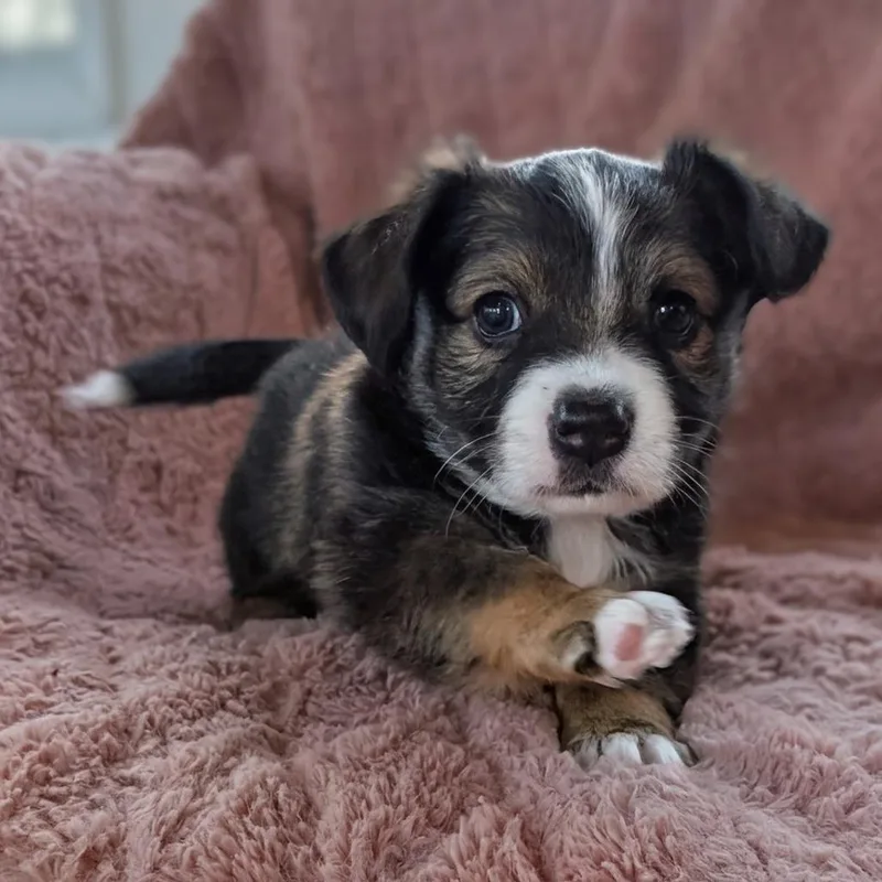 Breezy Pup  Peter thumbnail 3