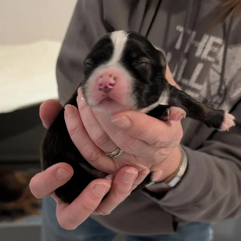 Breezy Pup  Peter thumbnail 4