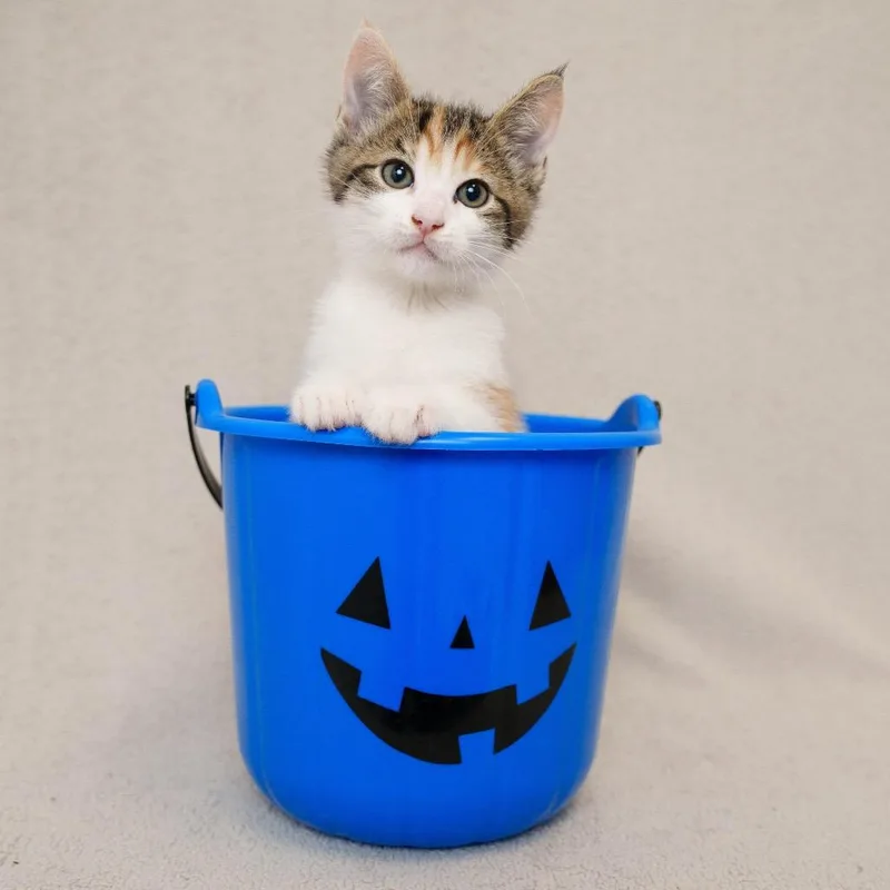 A baby small-sized female Calico Domestic Short Hair cat named Skittles for adoption in Sunnyvale, CA