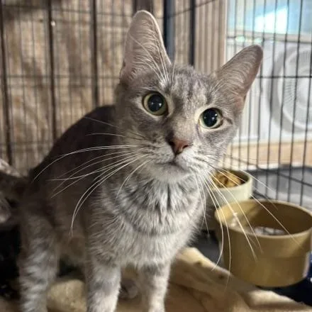 An adult medium-sized female Tabby (Gray / Blue / Silver) Tabby cat named Silky for adoption in Porter, TX
