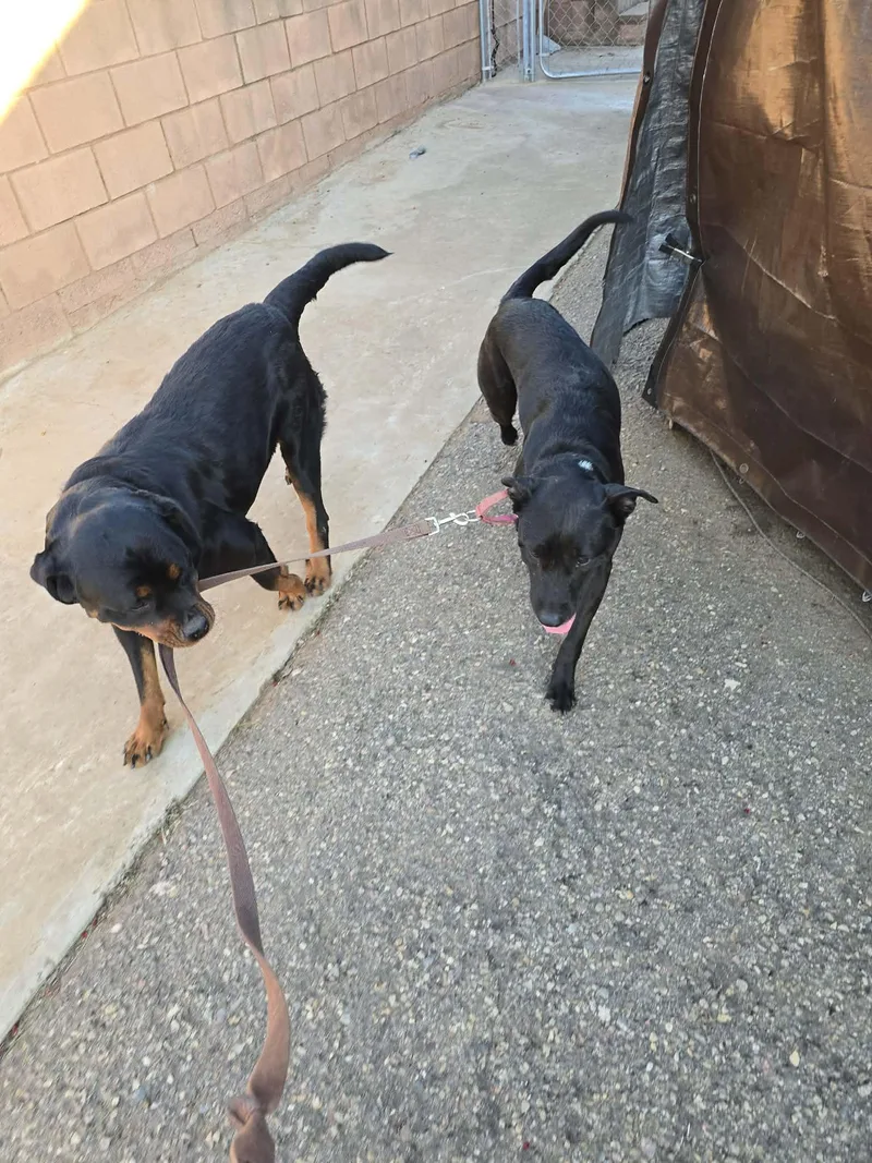 A young medium-sized female Black Labrador Retriever dog named Rosie for adoption in Oceanside , CA