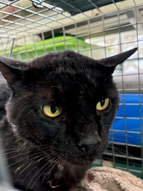 An adult medium-sized male Domestic Short Hair cat named Foothill for adoption in Rancho Cucamonga, CA