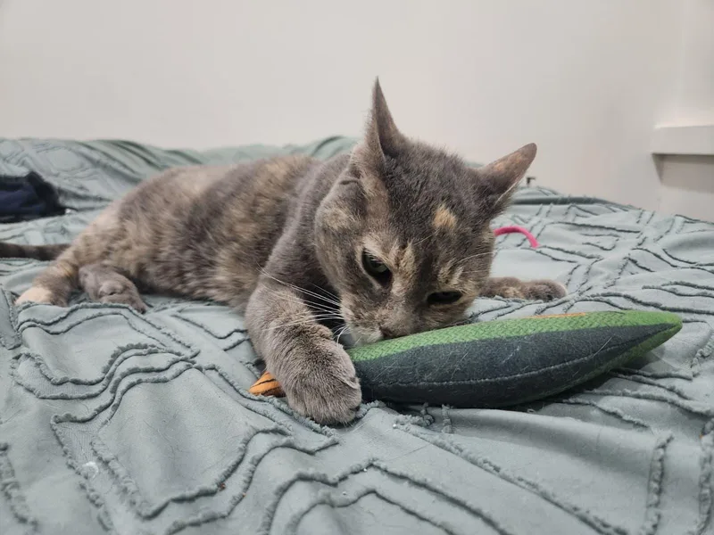 An adult medium-sized female Dilute Tortoiseshell Domestic Short Hair cat named Tortilla Chip for adoption in Florham Park, NJ