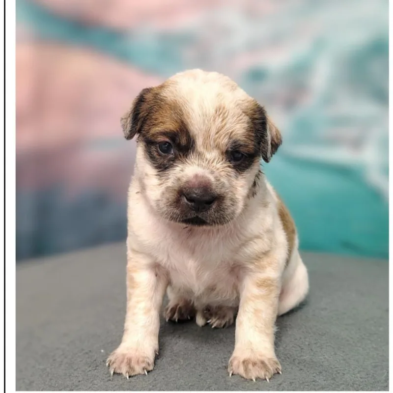 A baby medium-sized male White / Cream Cattle Dog dog named Omar for adoption in Griswold, CT