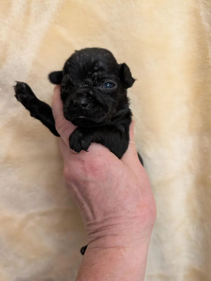 A baby small-sized female Black Chiweenie dog named Camille for adoption in Browns Mills, NJ