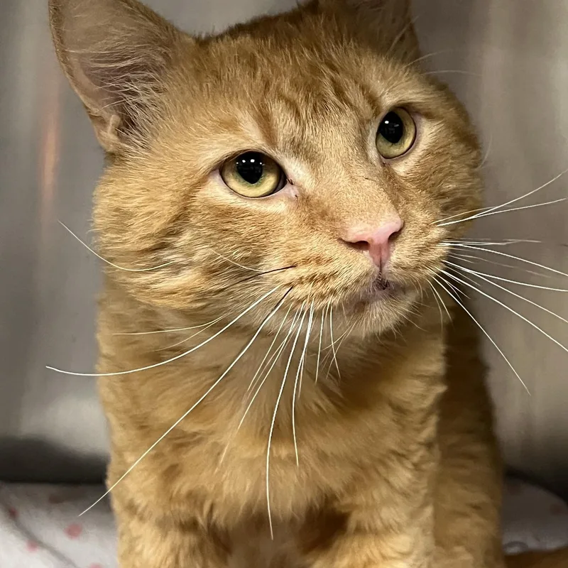 A young large-sized male Tabby (Orange / Red) Domestic Medium Hair cat named Sergeant for adoption in Johnston, RI