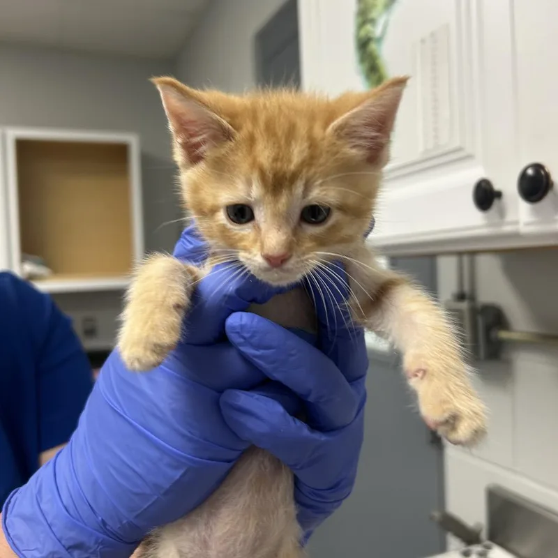 A baby small-sized male Orange / Red Domestic Short Hair cat named Micky for adoption in Greenville, SC