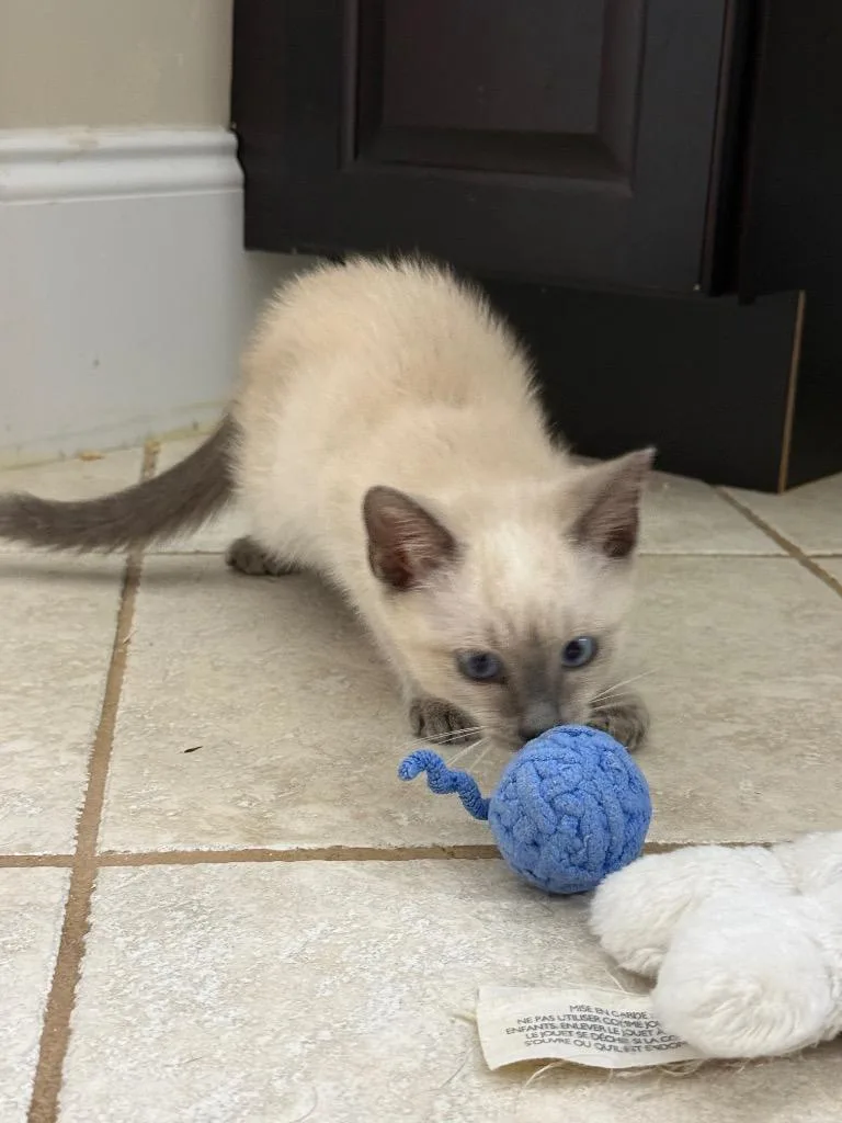 A baby medium-sized male Domestic Short Hair cat named Swiss for adoption in Evans, GA