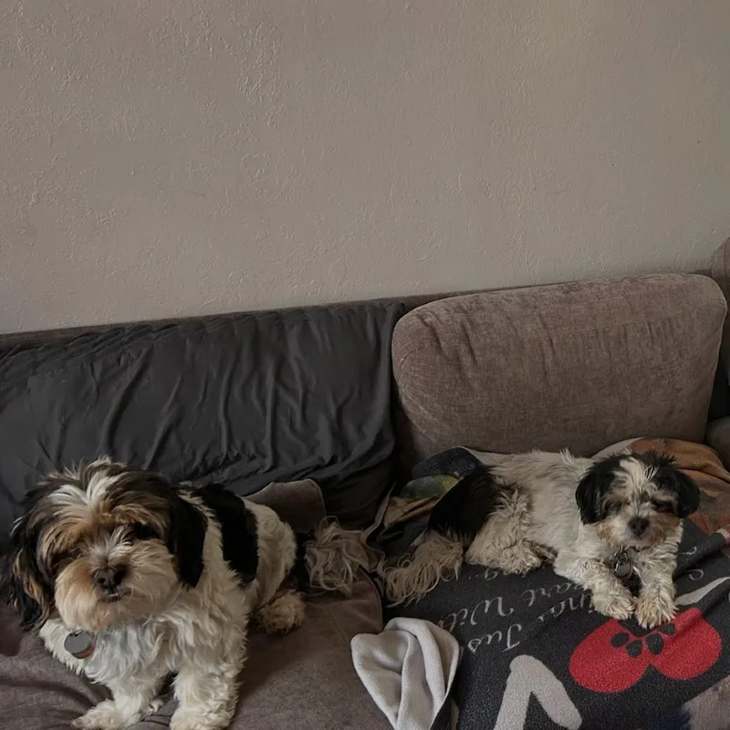 Moe bonded with Joe thumbnail 5