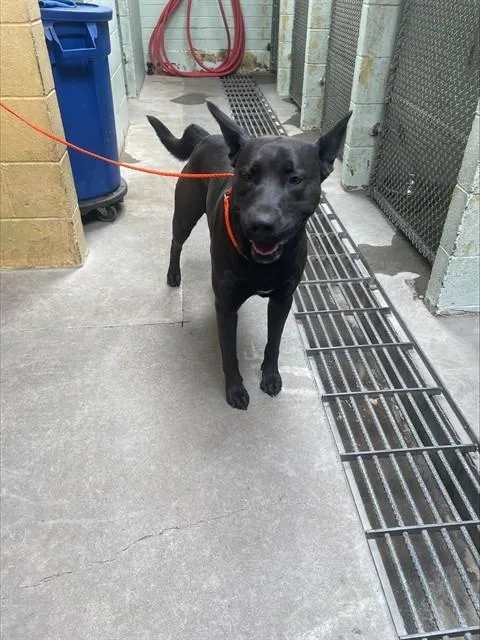 An adult medium-sized male German Shepherd Dog dog named Turner for adoption in Stockton, CA