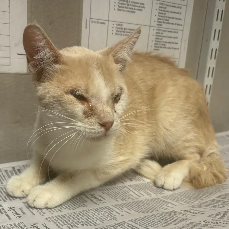 An adult medium-sized male Orange / Red Domestic Short Hair cat named Goose for adoption in Yuma, AZ