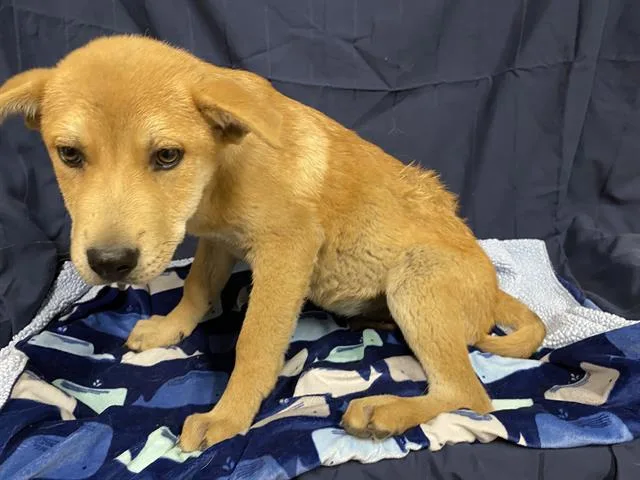 A baby small-sized male Pit Bull Terrier dog named A for adoption in Modesto, CA