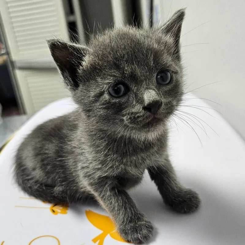A baby small-sized male Domestic Short Hair cat named Cola for adoption in Oneonta, NY