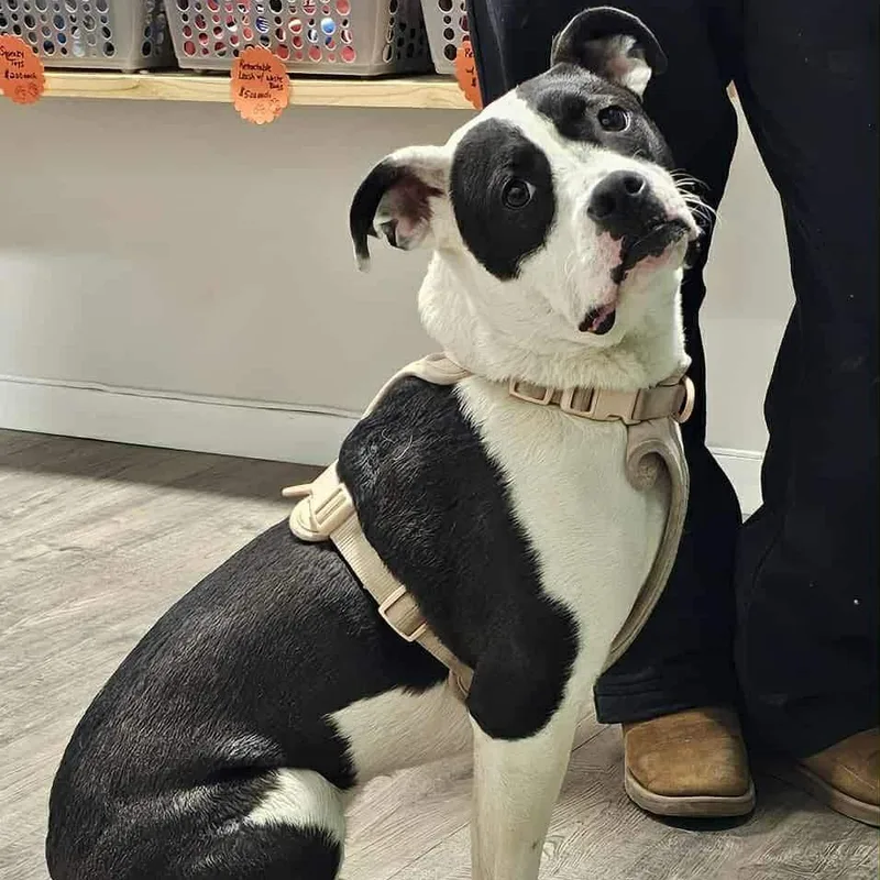 Windixie thumbnail 3