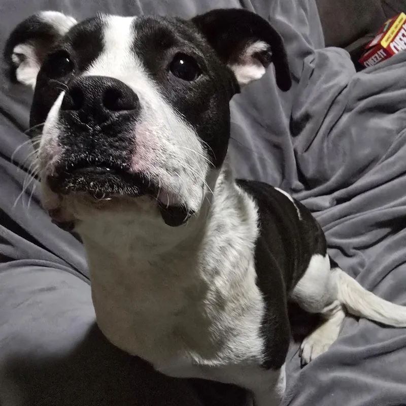 Windixie thumbnail 4