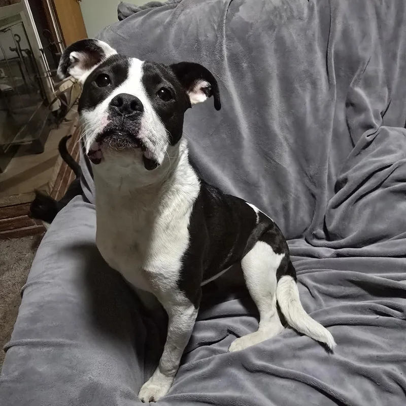 Windixie thumbnail 6