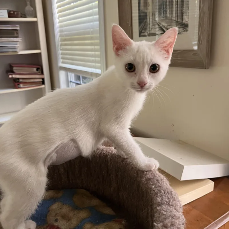 A baby medium-sized female White Domestic Short Hair cat named Marshmellow for adoption in Landenberg, PA