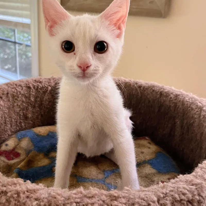 Marshmellow thumbnail 2