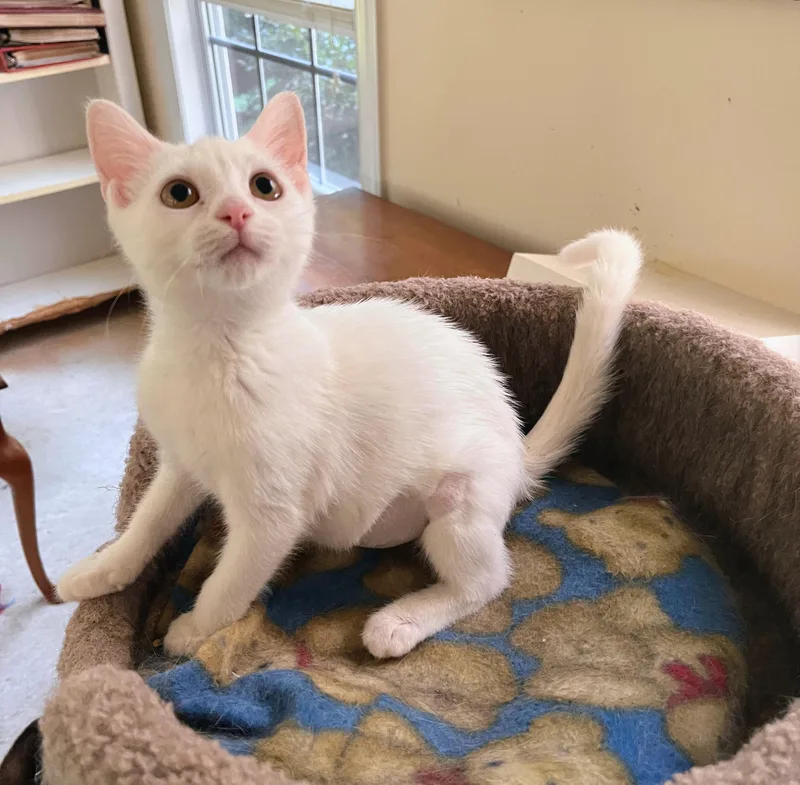 Marshmellow thumbnail 3