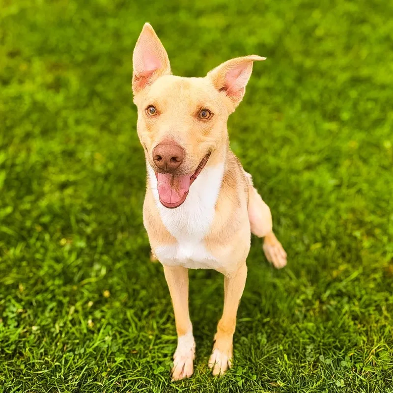 A young medium-sized male Apricot / Beige Australian Shepherd dog named Jerry for adoption in Springboro, OH