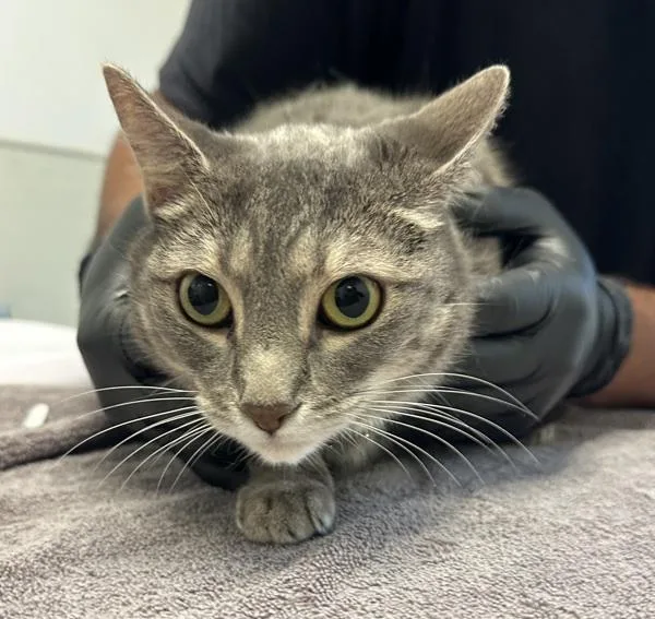 An adult small-sized female Domestic Short Hair cat named Daisy for adoption in San Diego, CA